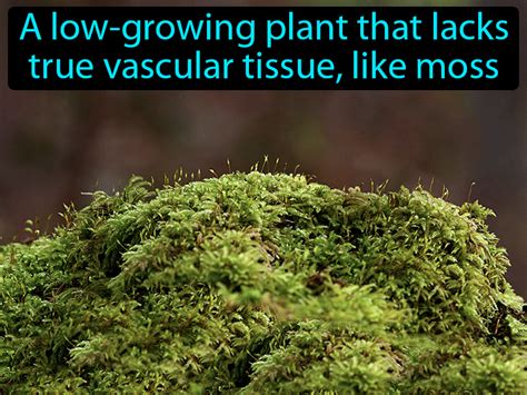 nonvascular definition|Nonvascular plant Definition & Meaning .